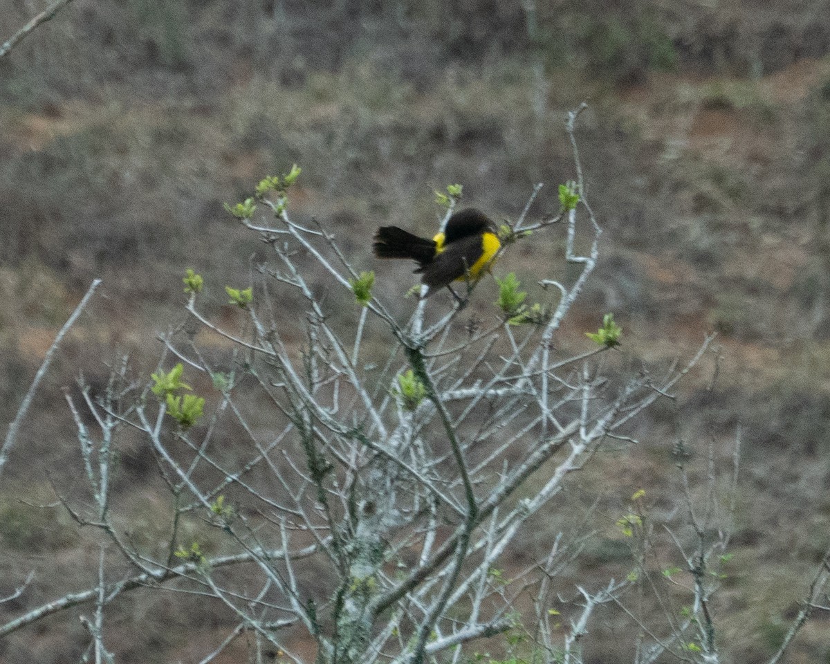 Yellow-rumped Marshbird - ML641940135