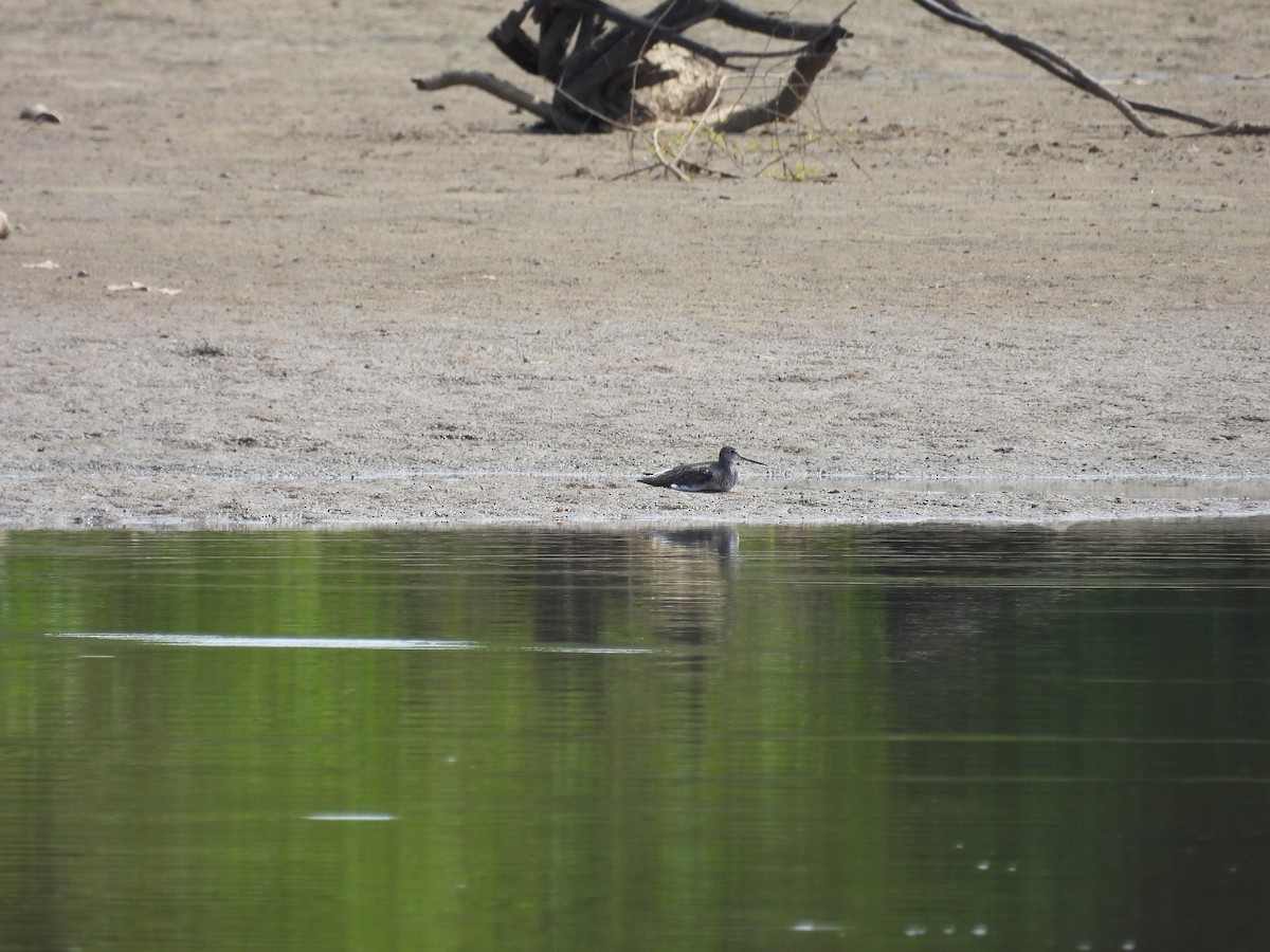 Greater Yellowlegs - ML641940145