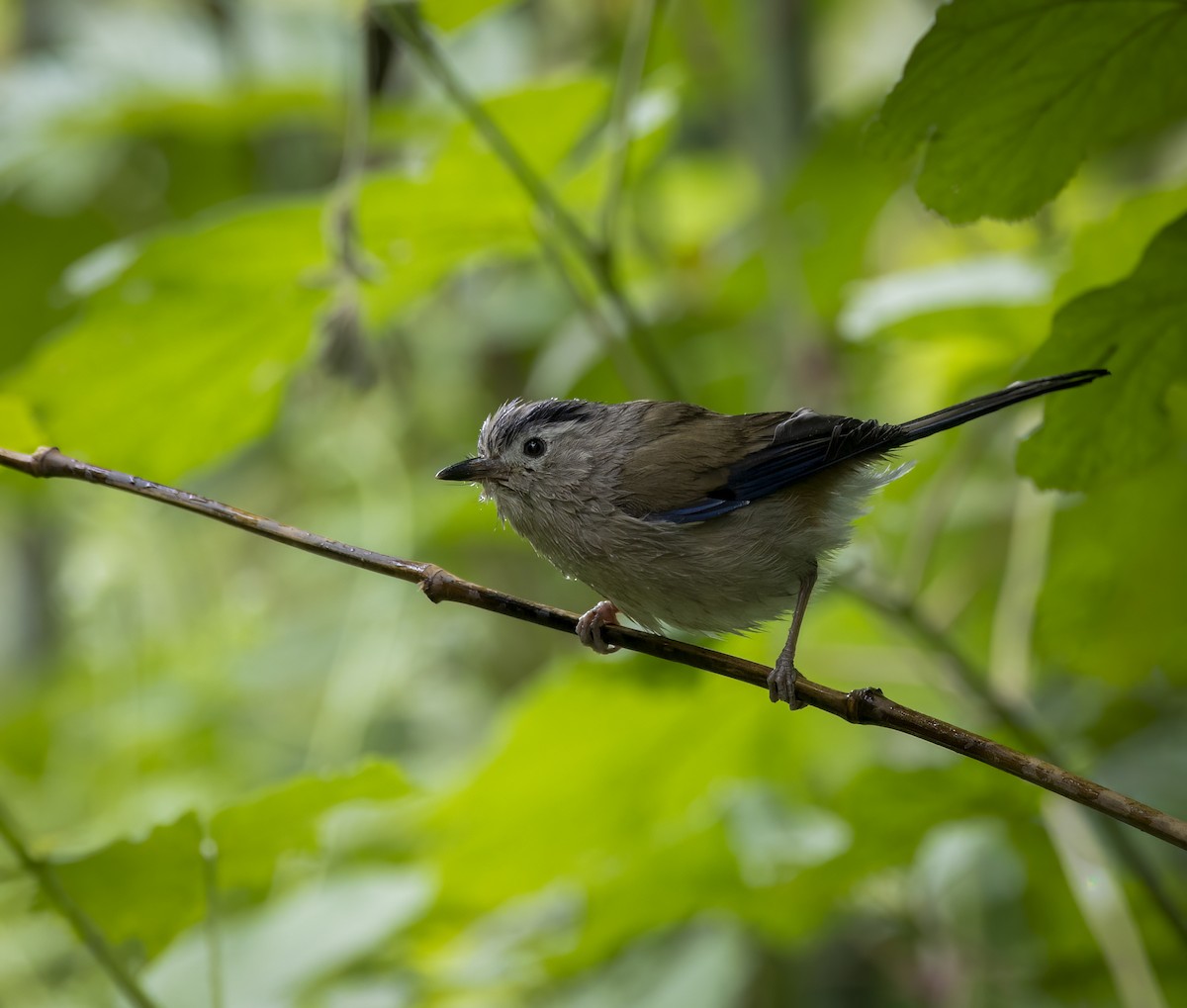 Blue-winged Minla - ML641940154