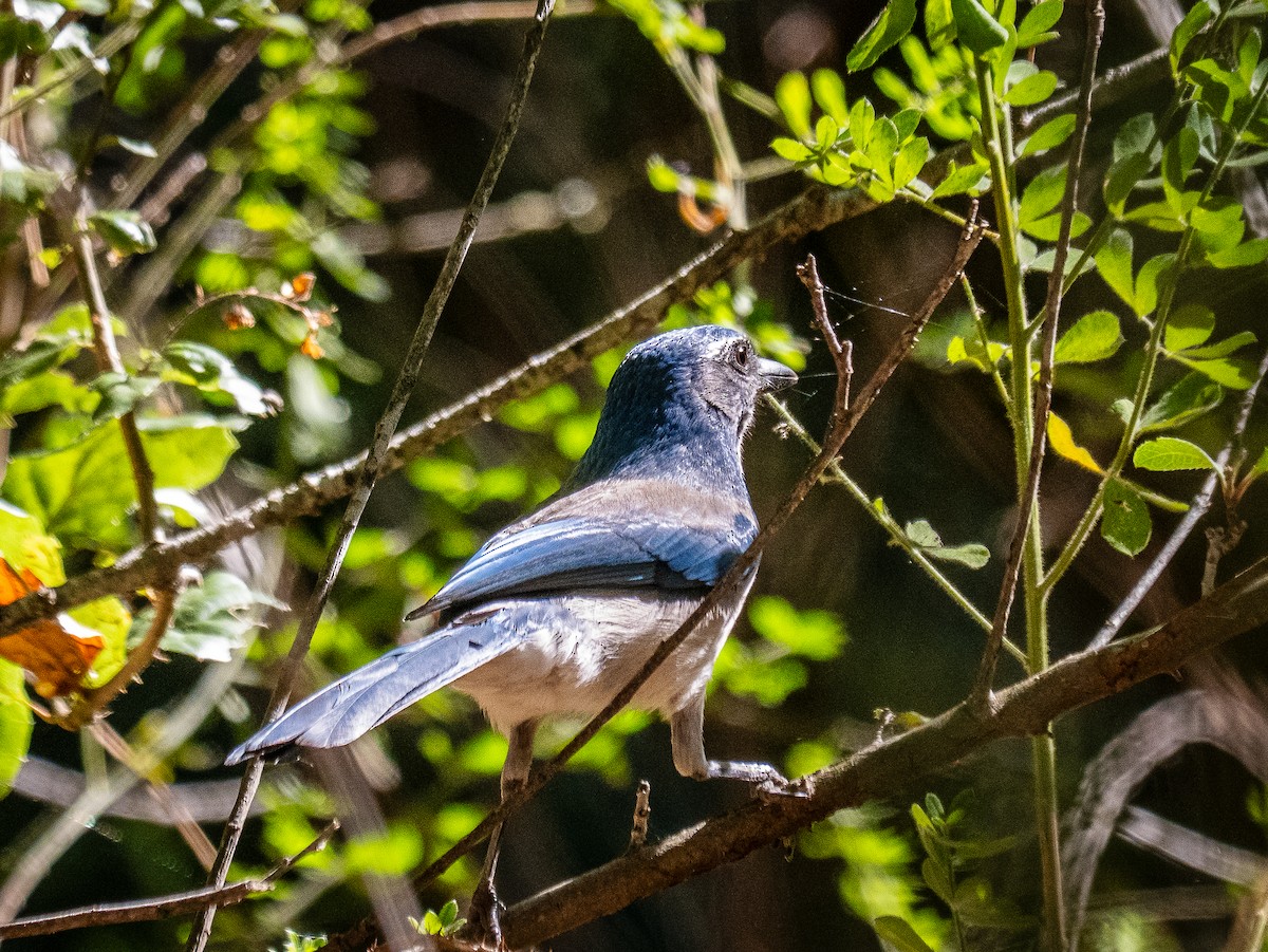California Scrub-Jay - ML641940161