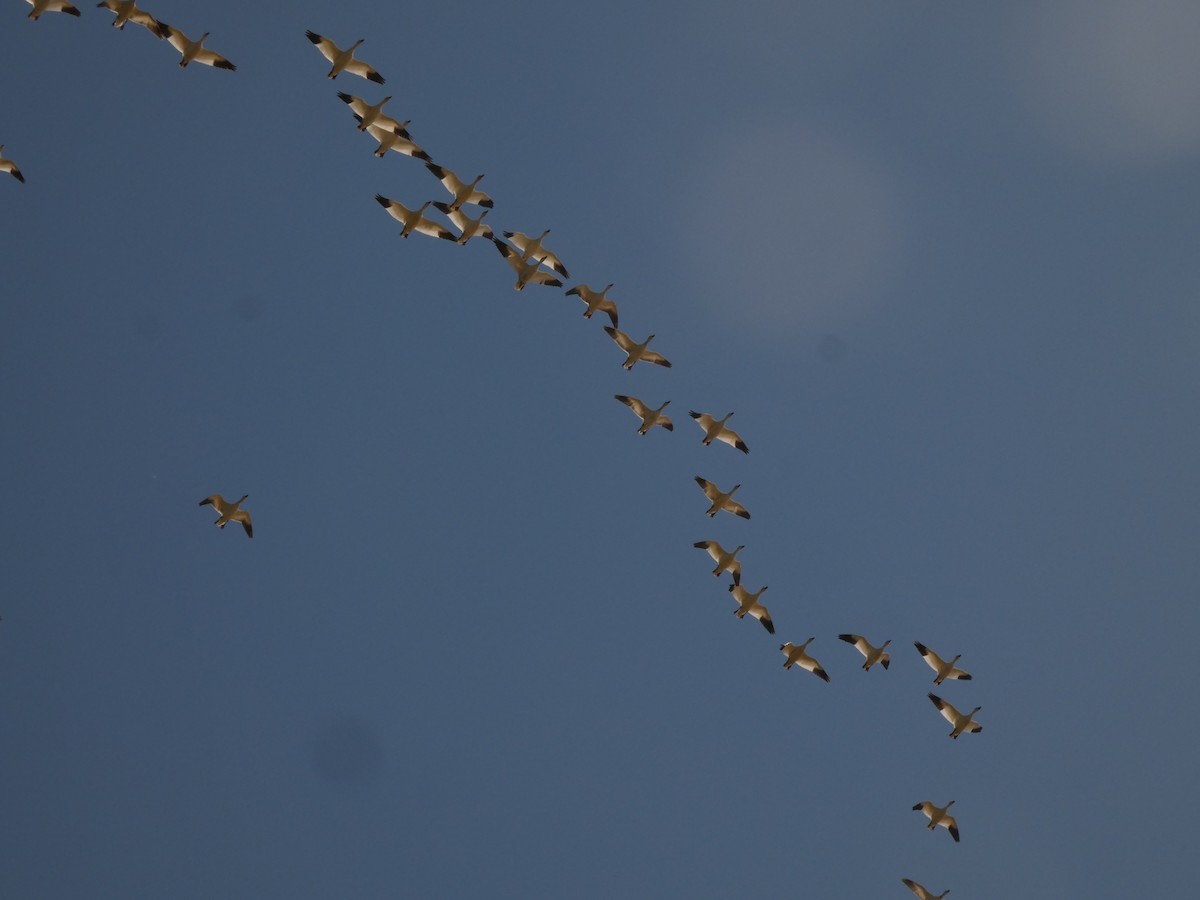 Snow Goose - ML641940180