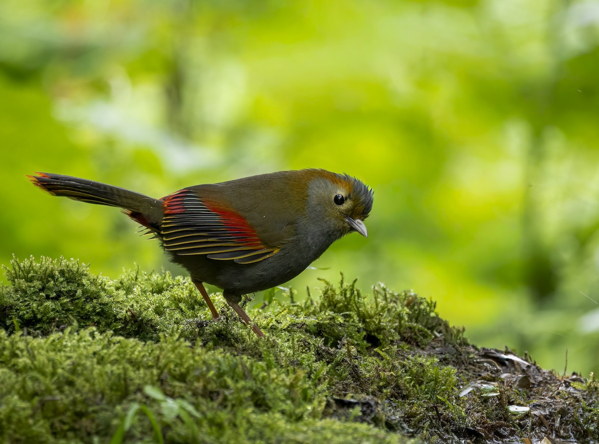 Emei Shan Liocichla - ML641940184