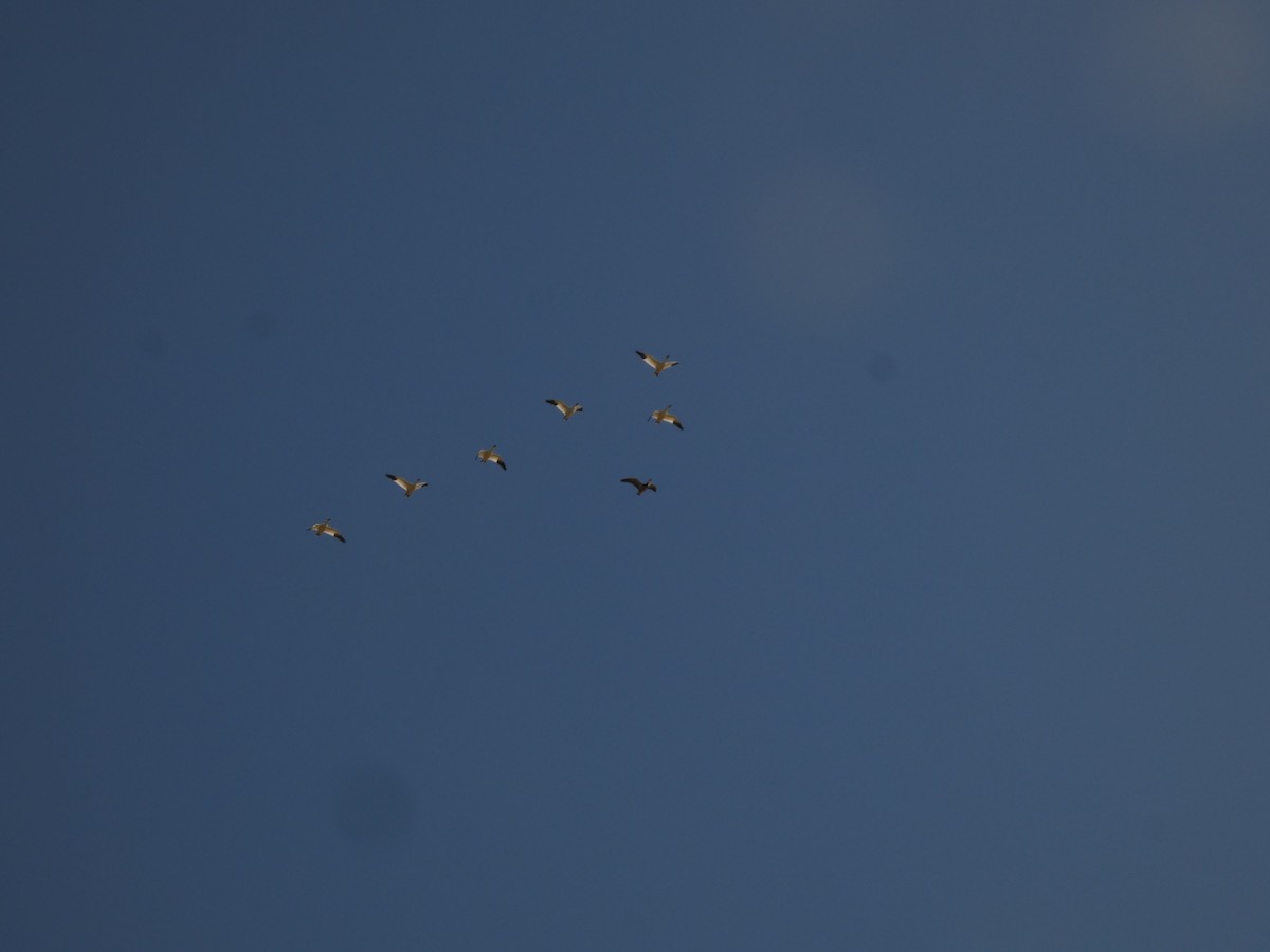 Snow Goose - ML641940186