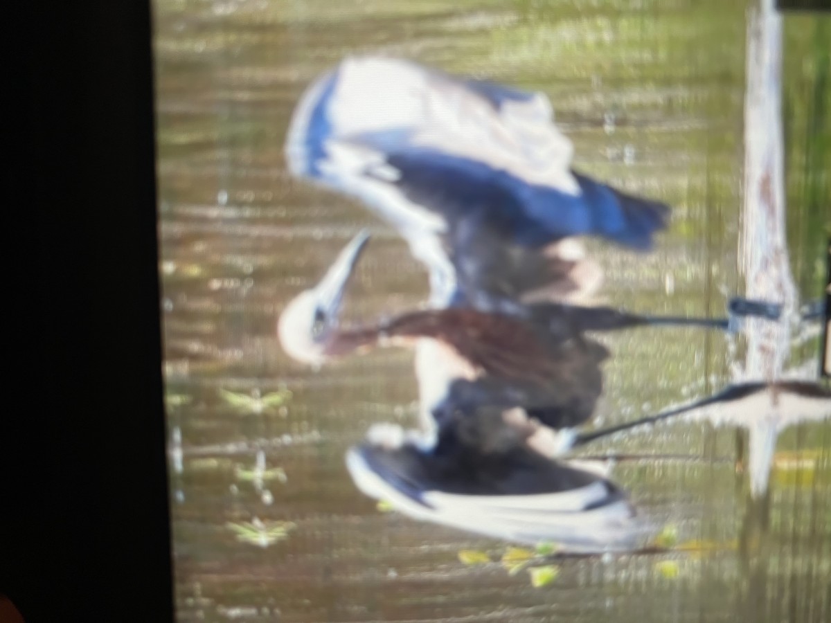 Reddish Egret - ML641940189