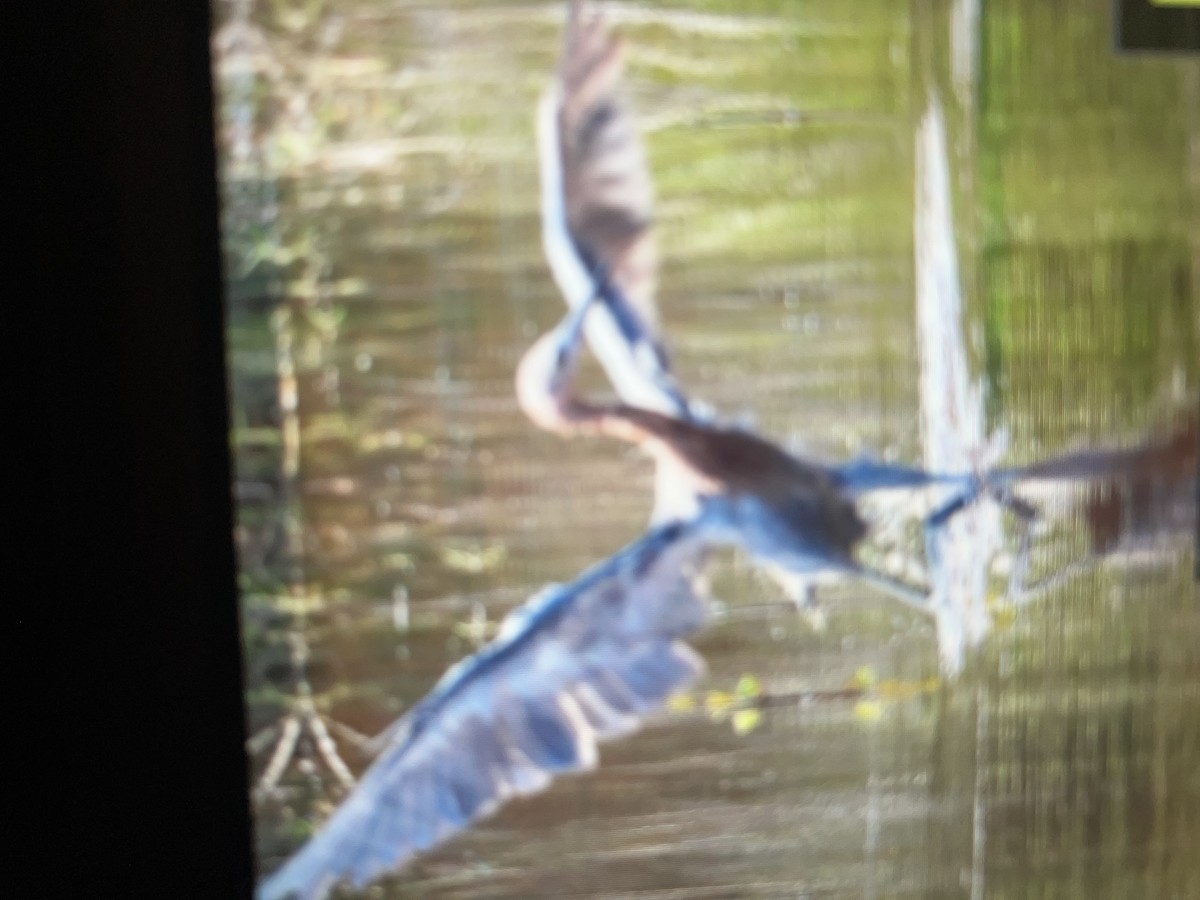 Reddish Egret - ML641940193