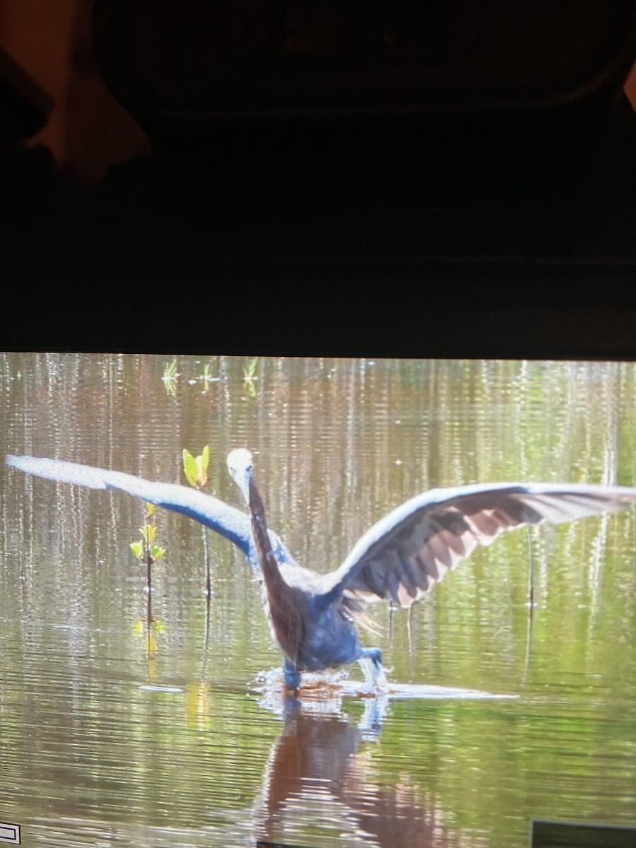 Reddish Egret - ML641940194