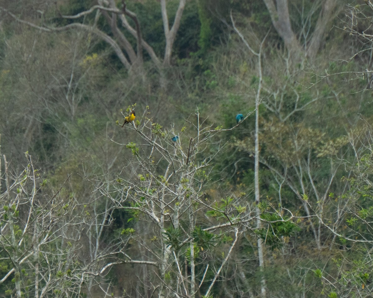 Yellow-rumped Marshbird - ML641940206
