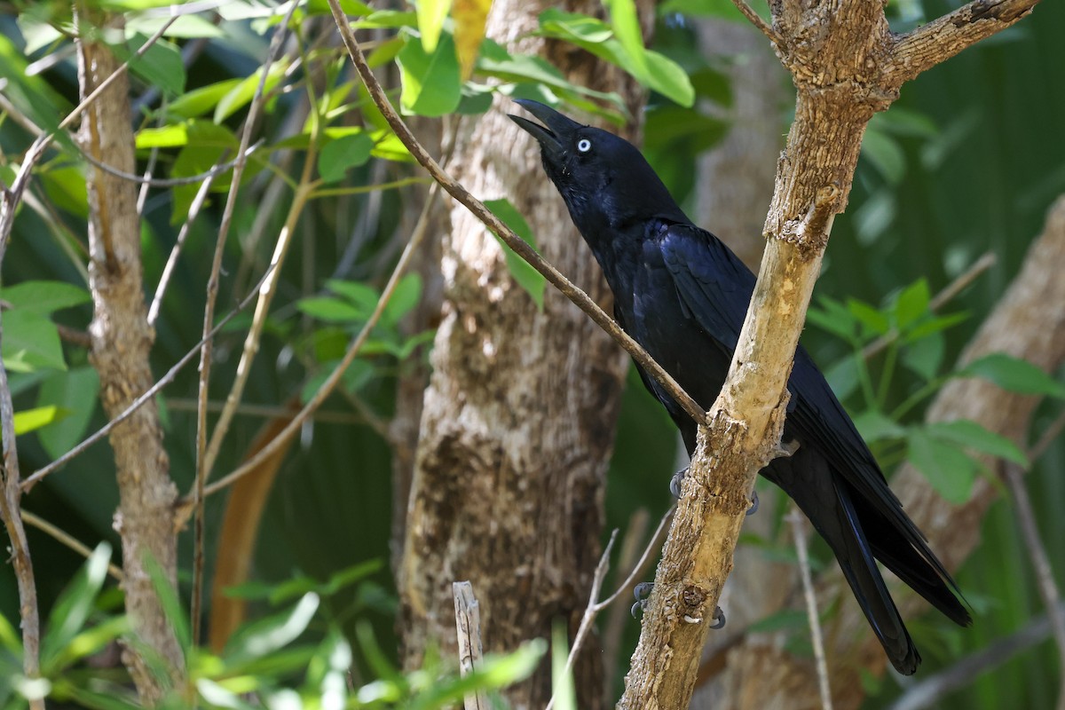 Torresian Crow - ML641940212