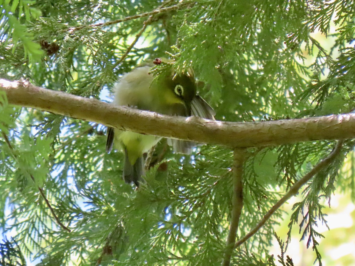 Warbling White-eye - ML641940216