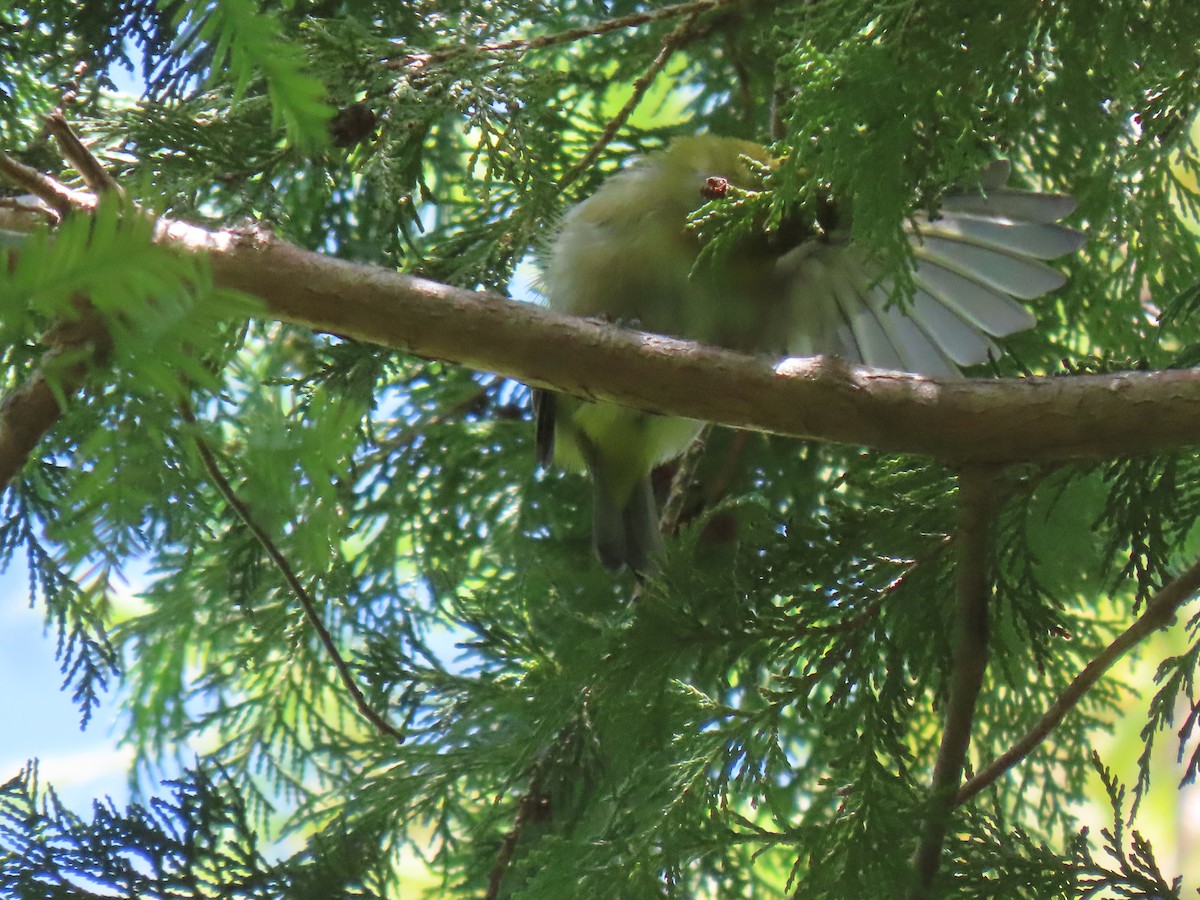 Warbling White-eye - ML641940217
