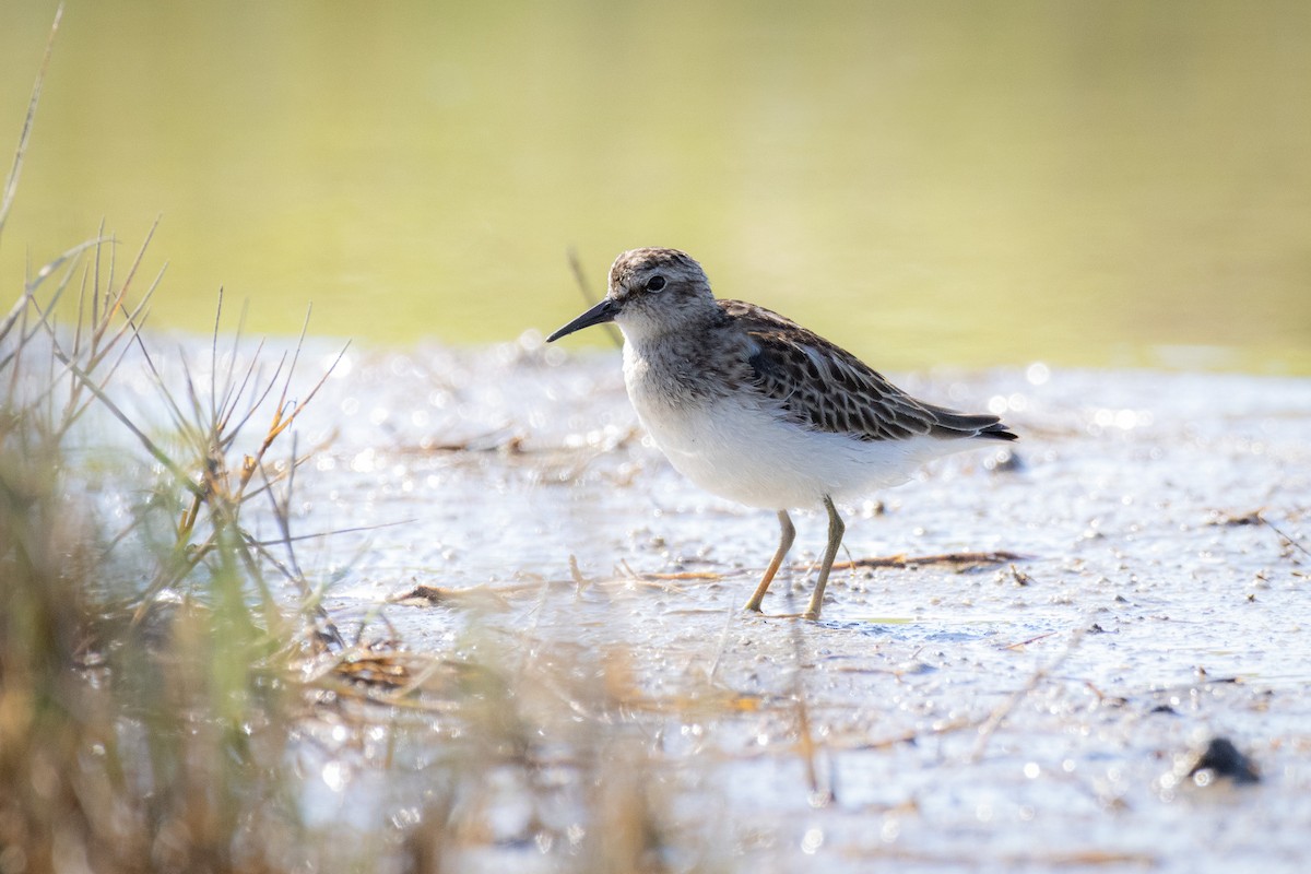 Least Sandpiper - ML641940219