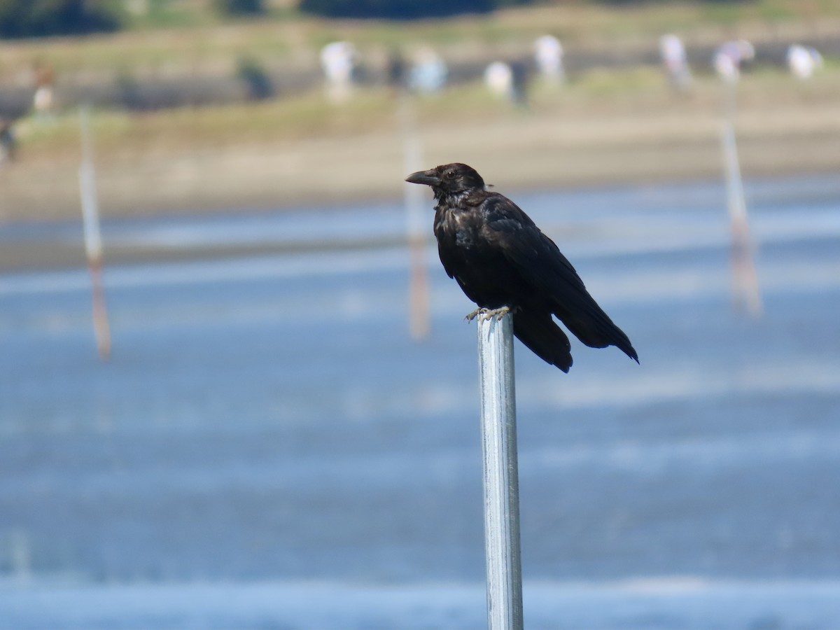 Large-billed Crow - ML641940227