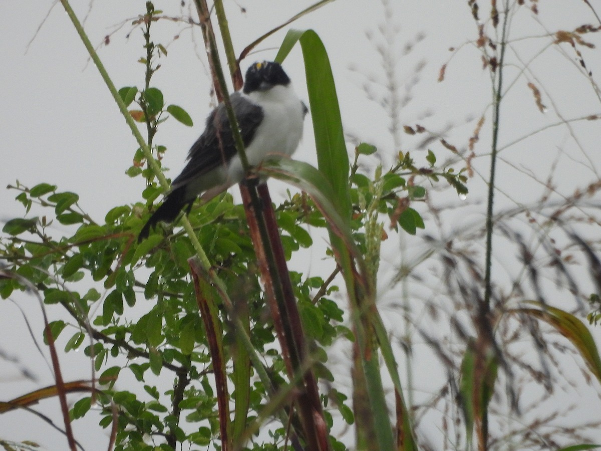 Fork-tailed Flycatcher - ML641940228