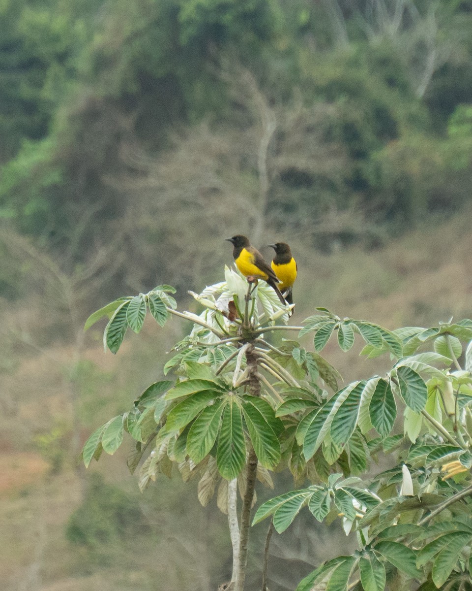 Yellow-rumped Marshbird - ML641940231