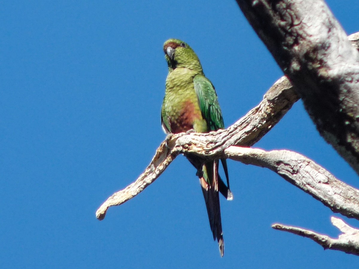 Austral Parakeet - ML641940241