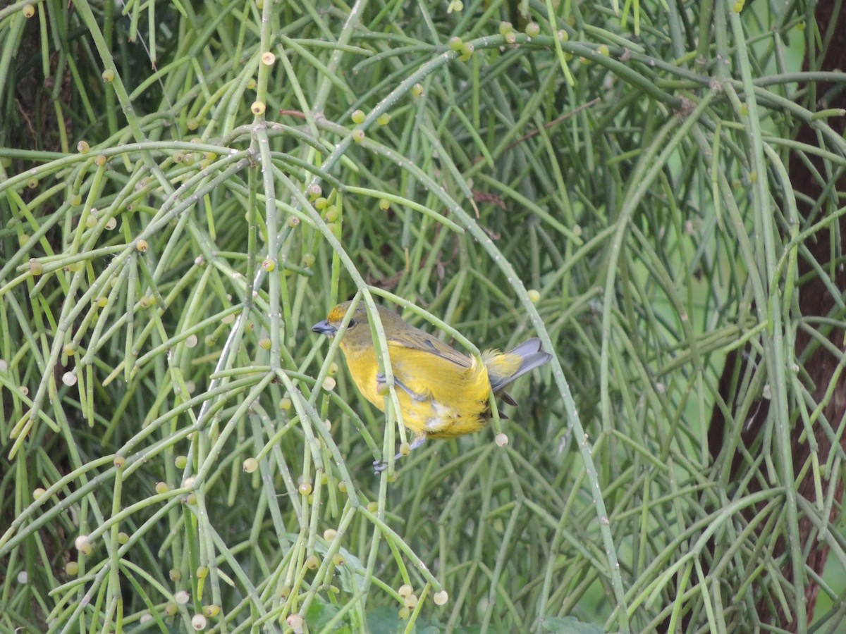 fioleufonia - ML641940260