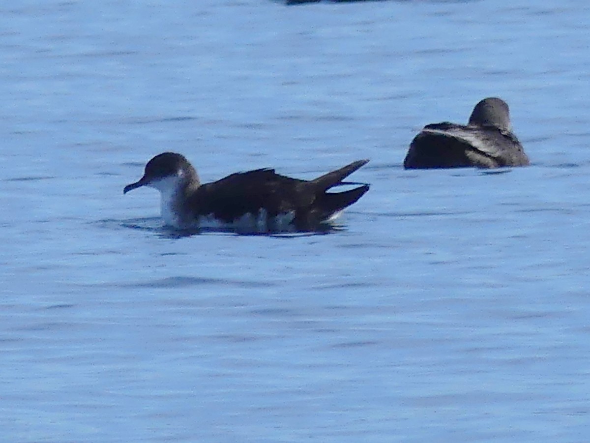 Manx Shearwater - ML641940262