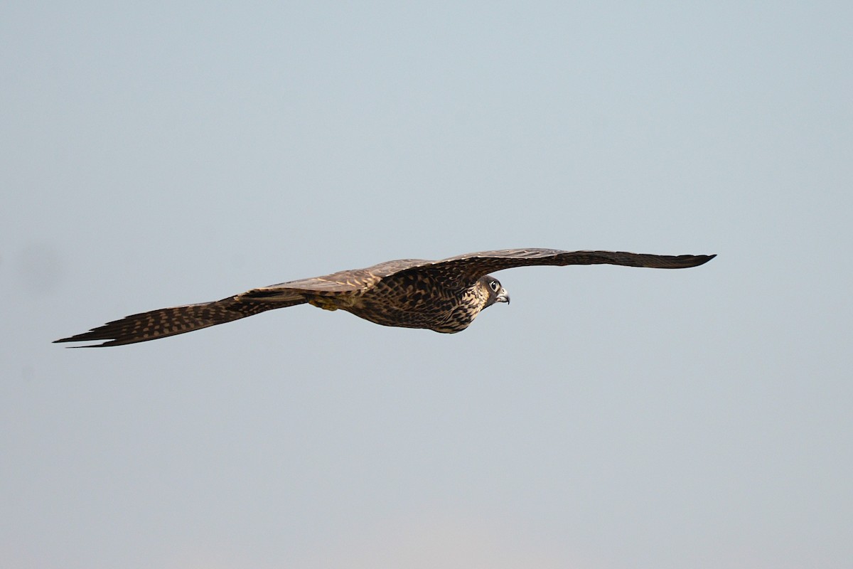 Halcón Peregrino - ML641940273