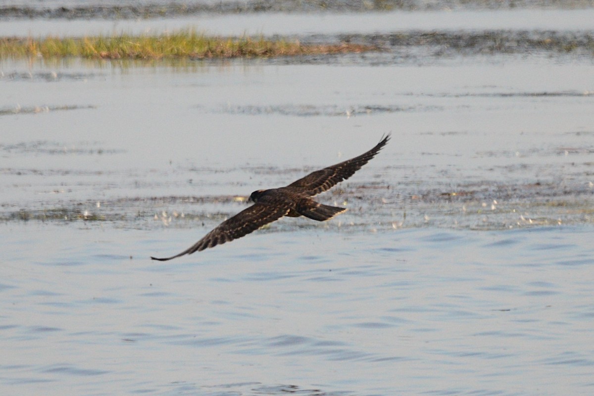 Halcón Peregrino - ML641940274