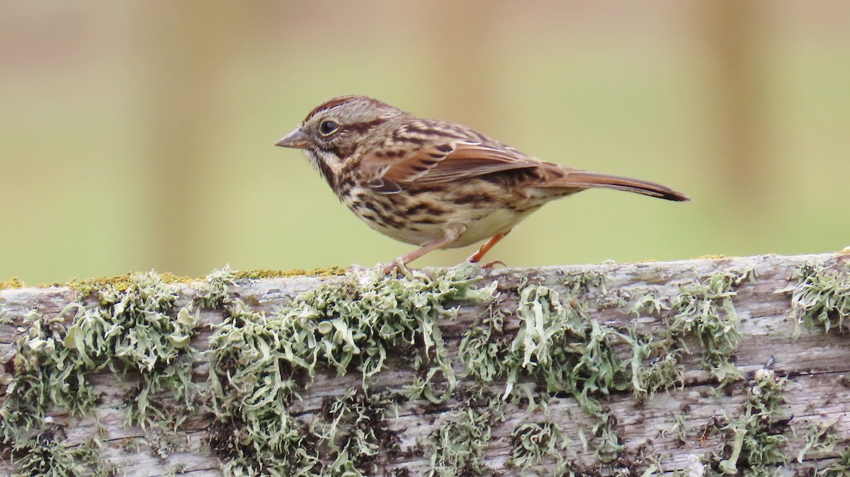 Song Sparrow - ML641940281