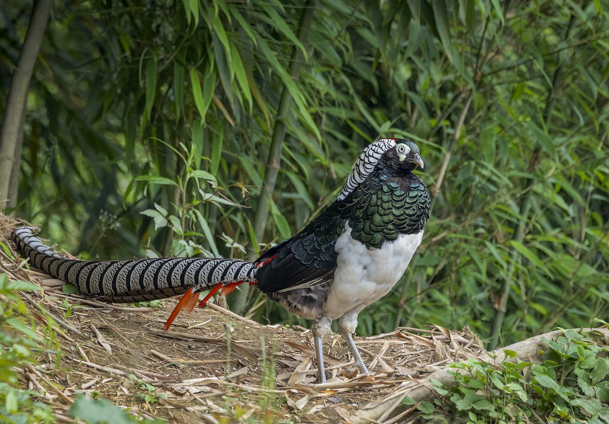 Lady Amherst's Pheasant - ML641940319