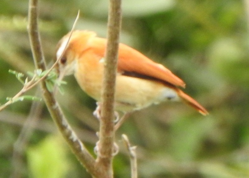Pale-legged Hornero - ML641940322
