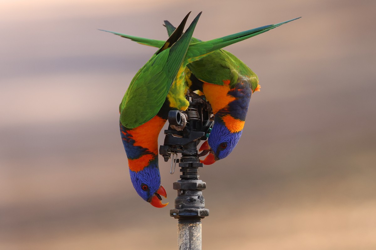 Red-collared Lorikeet - ML641940323