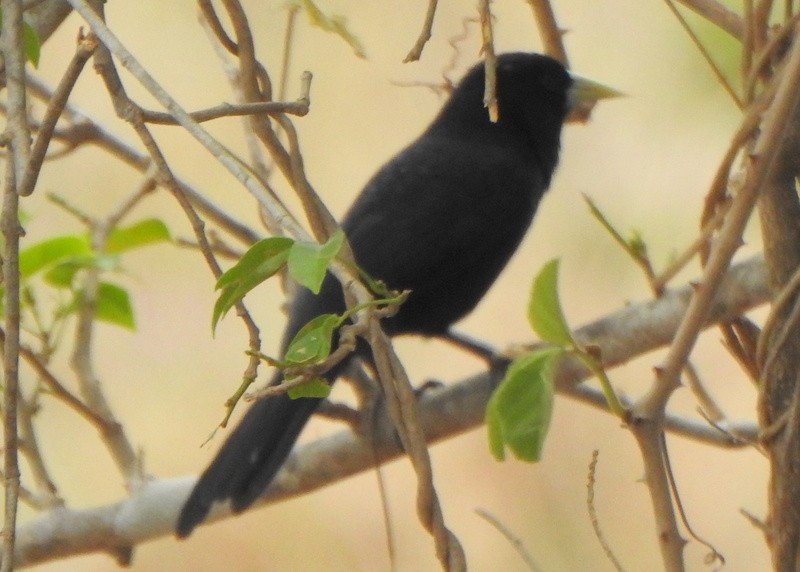 Solitary Black Cacique - ML641940329