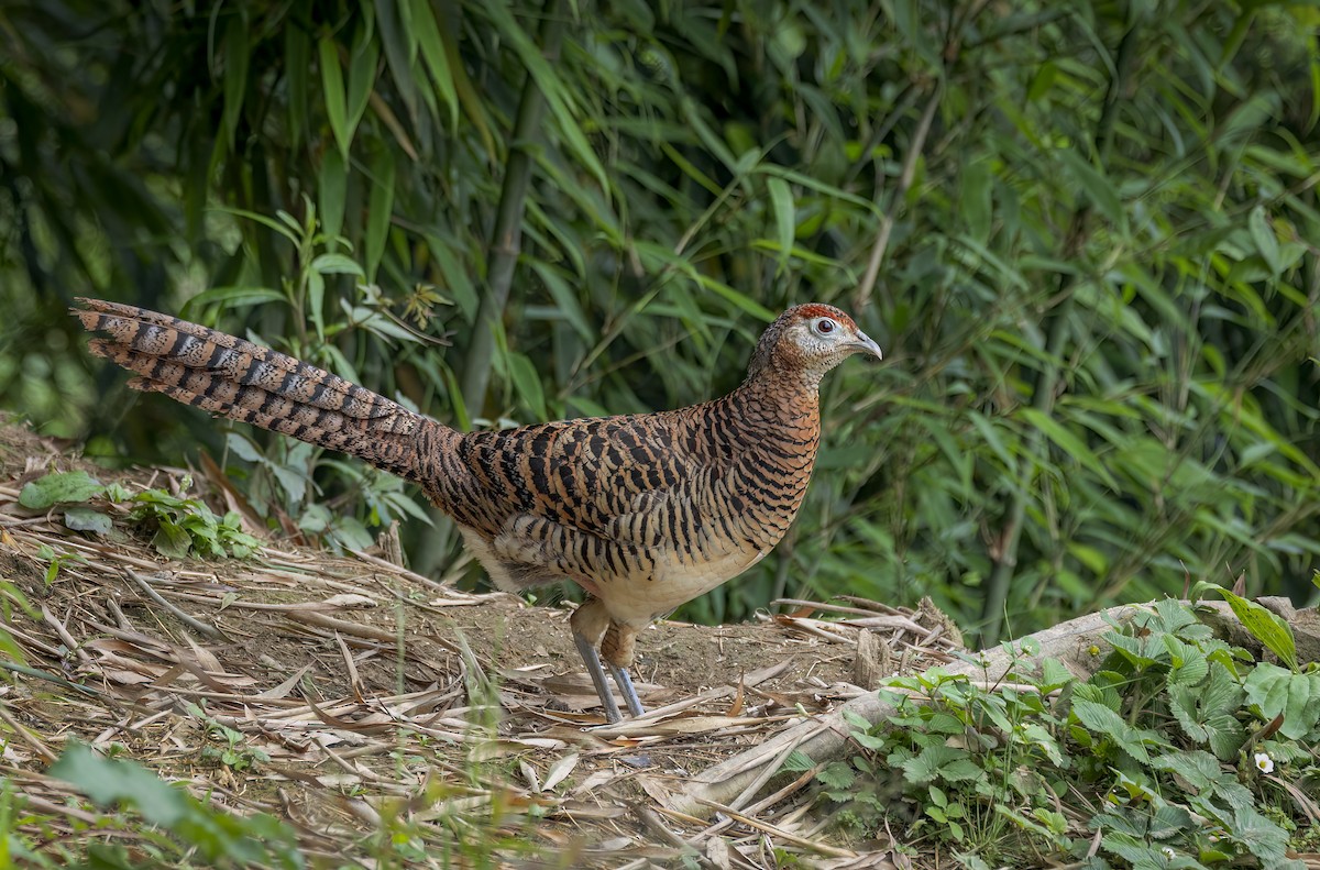 Lady Amherst's Pheasant - ML641940330