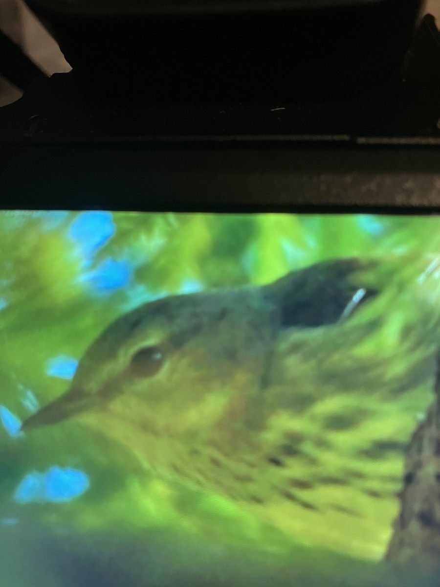 Cape May Warbler - ML641940331