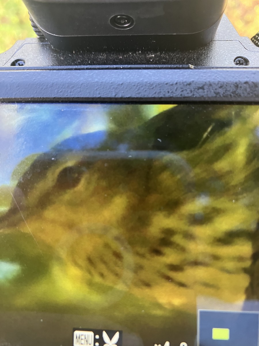 Cape May Warbler - ML641940333