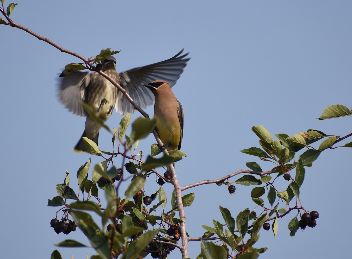 Cedar Waxwing - ML641940338