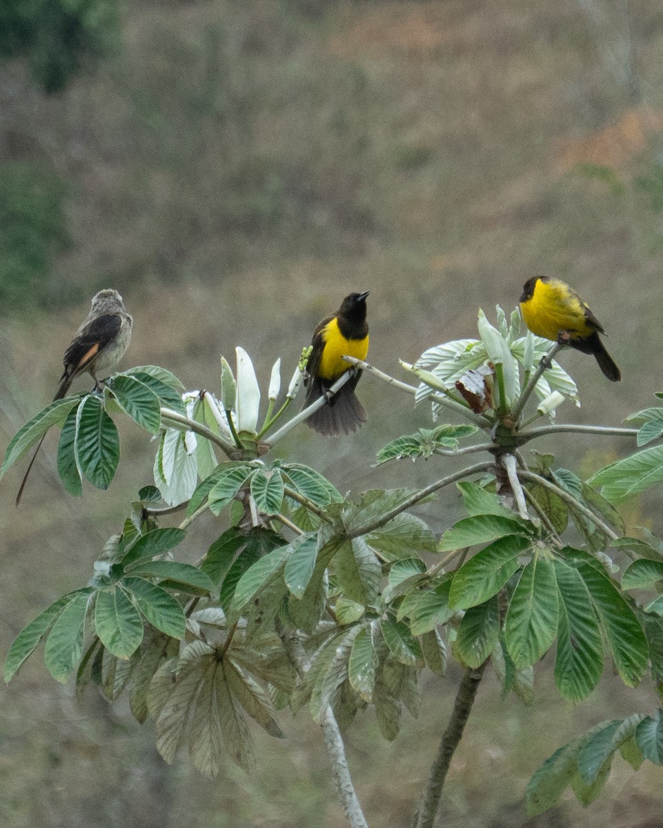 Yellow-rumped Marshbird - ML641940339