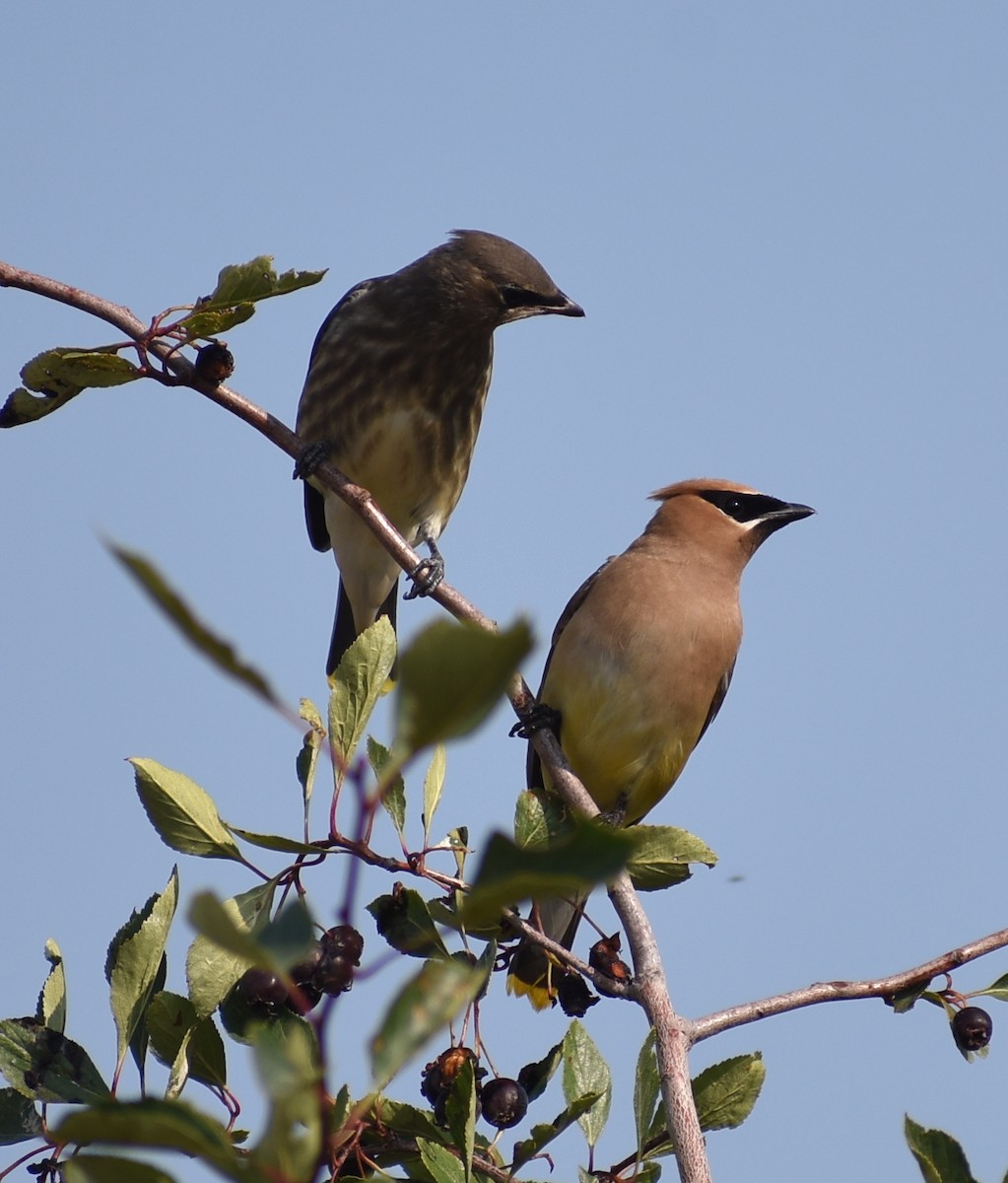 Cedar Waxwing - ML641940341