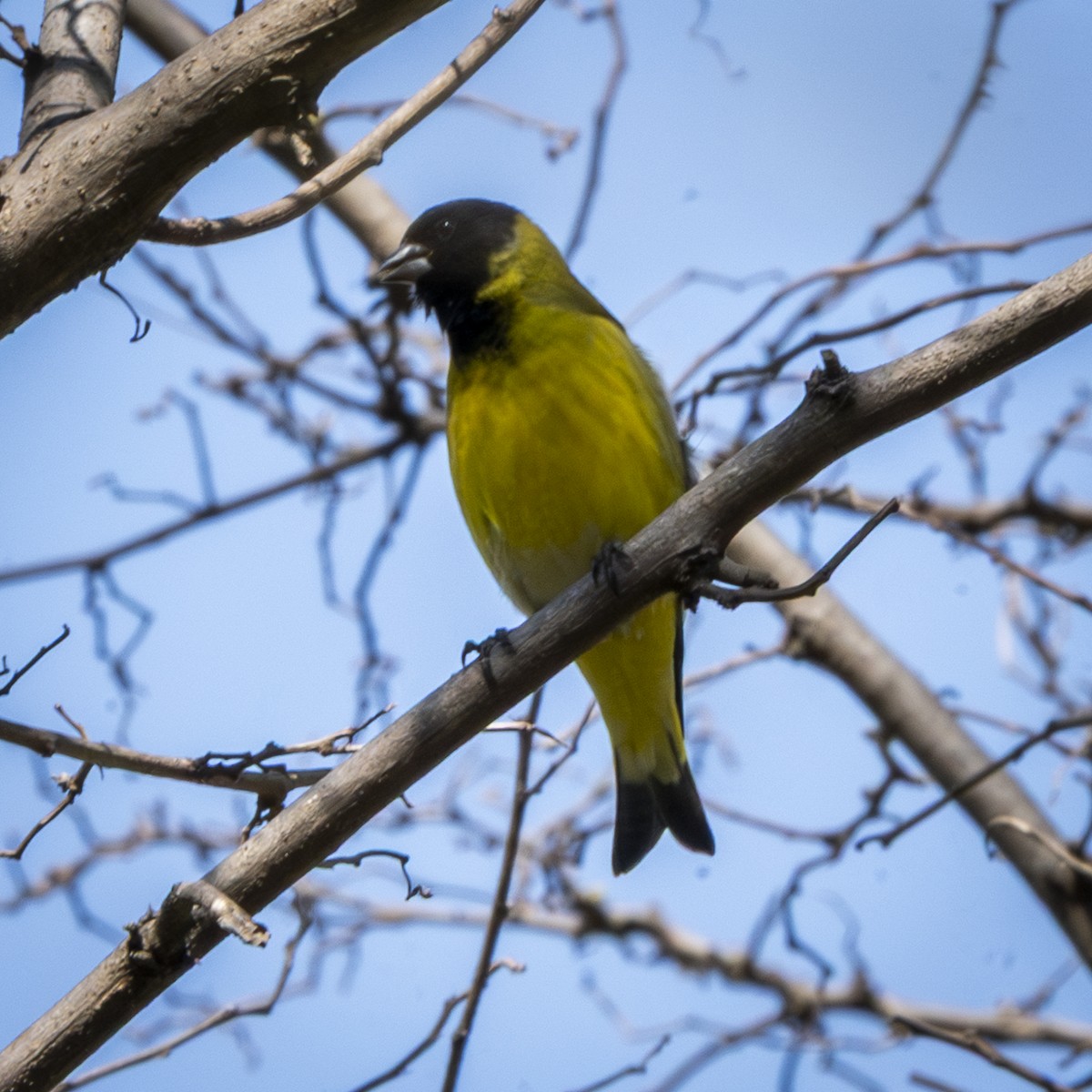 Hooded Siskin - ML641940370