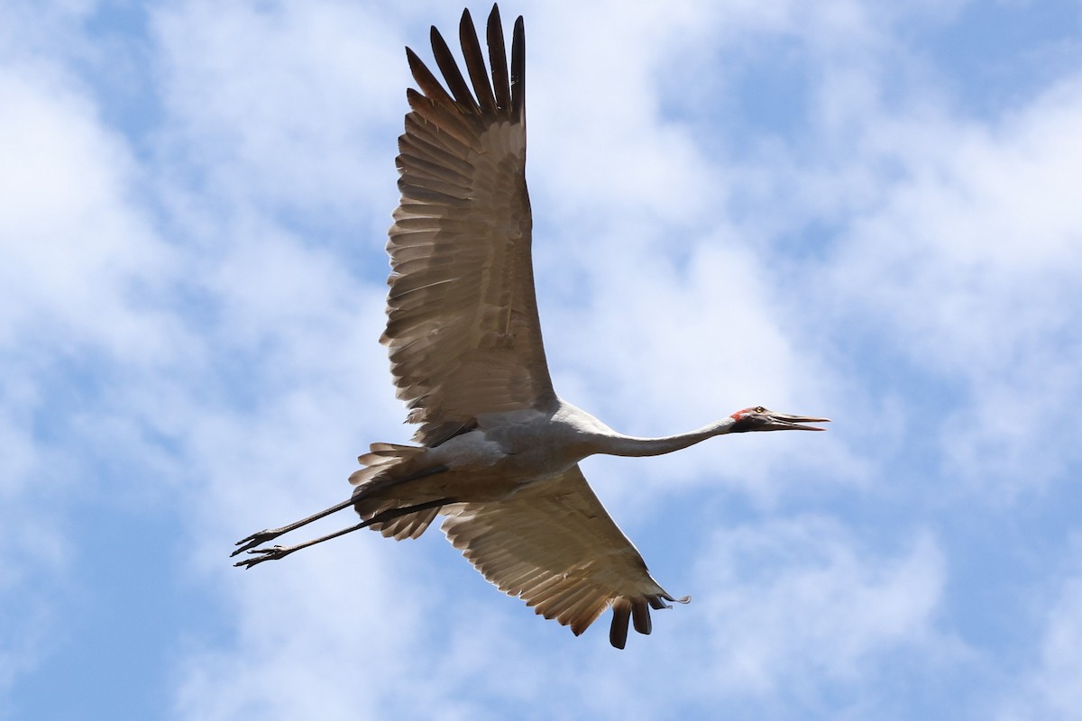 Brolga - ML641940387