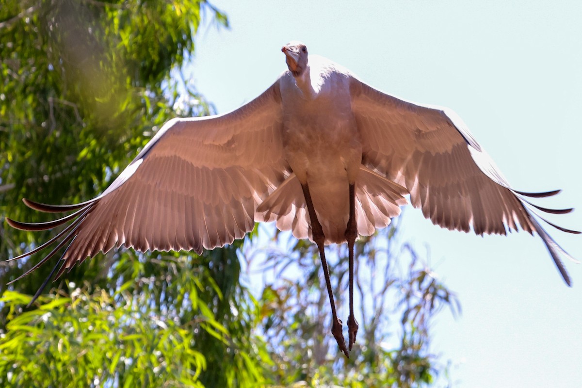 Brolga - ML641940388