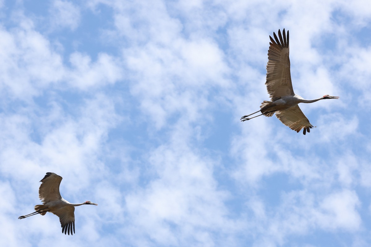 Brolga - ML641940389