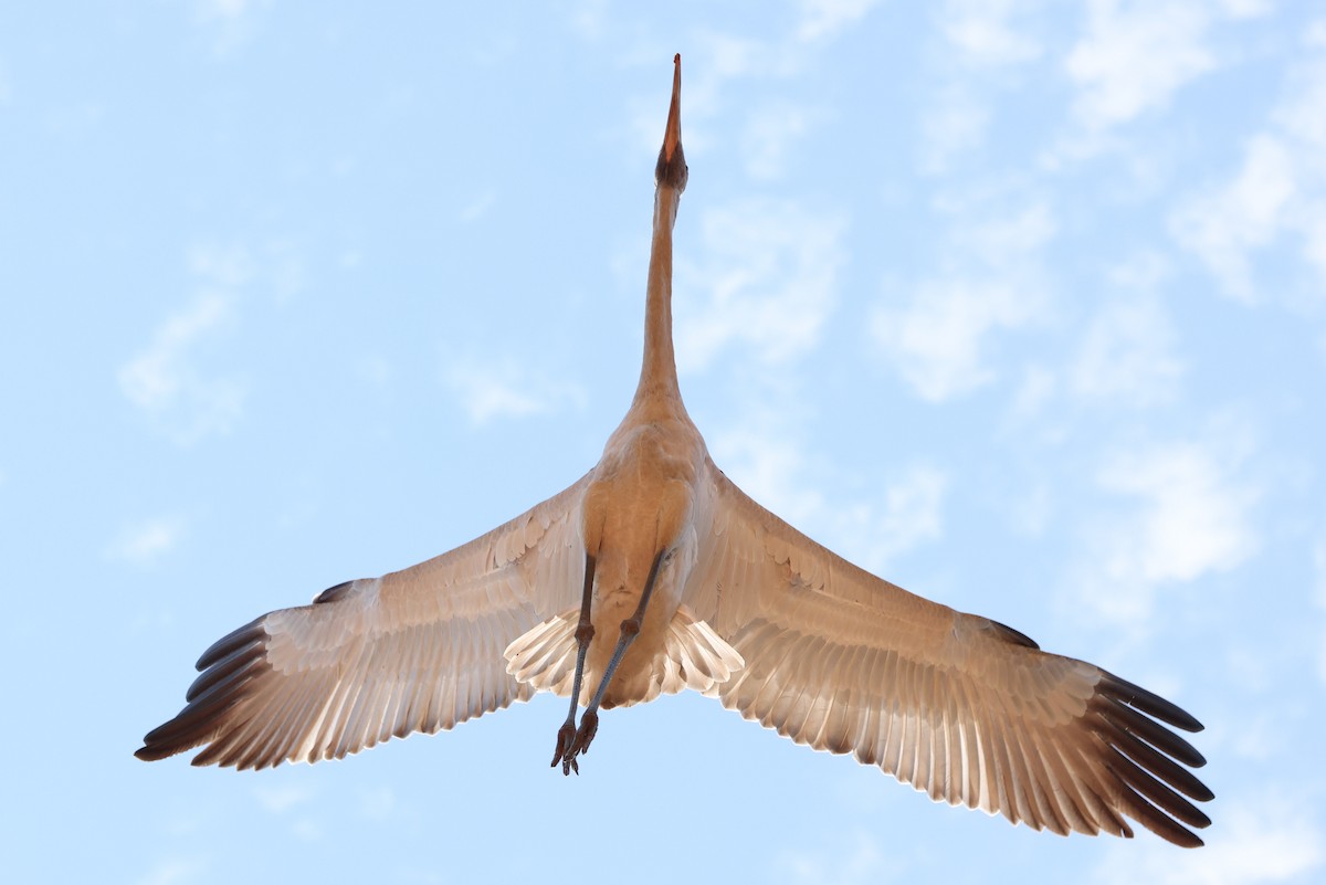 Brolga - ML641940390