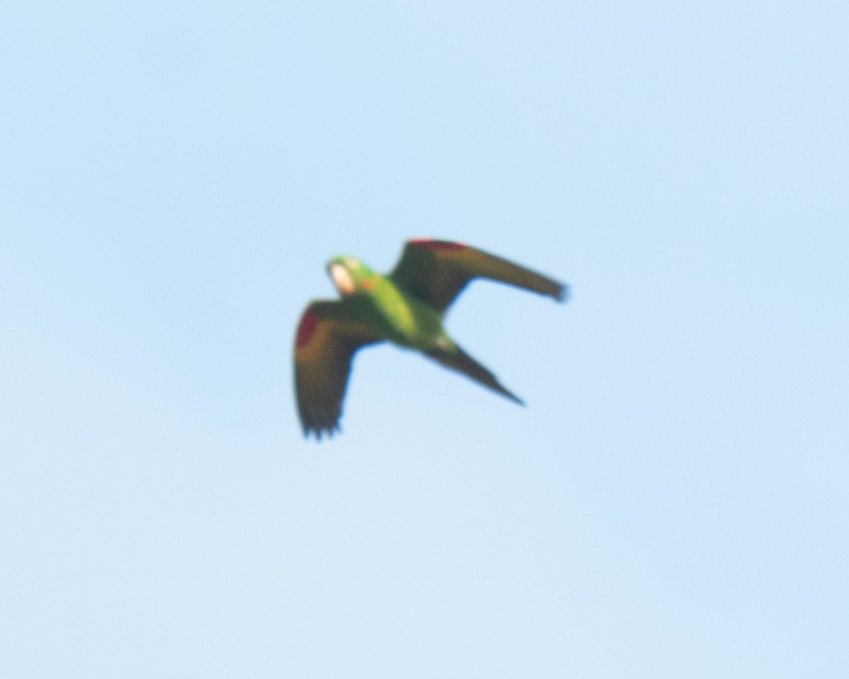 Aratinga Ojiblanca - ML641940397