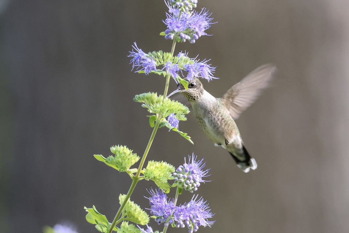 Ruby-throated Hummingbird - ML641940401