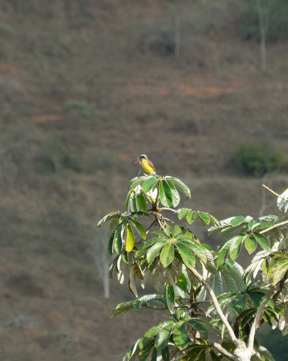 Social Flycatcher - ML641940414