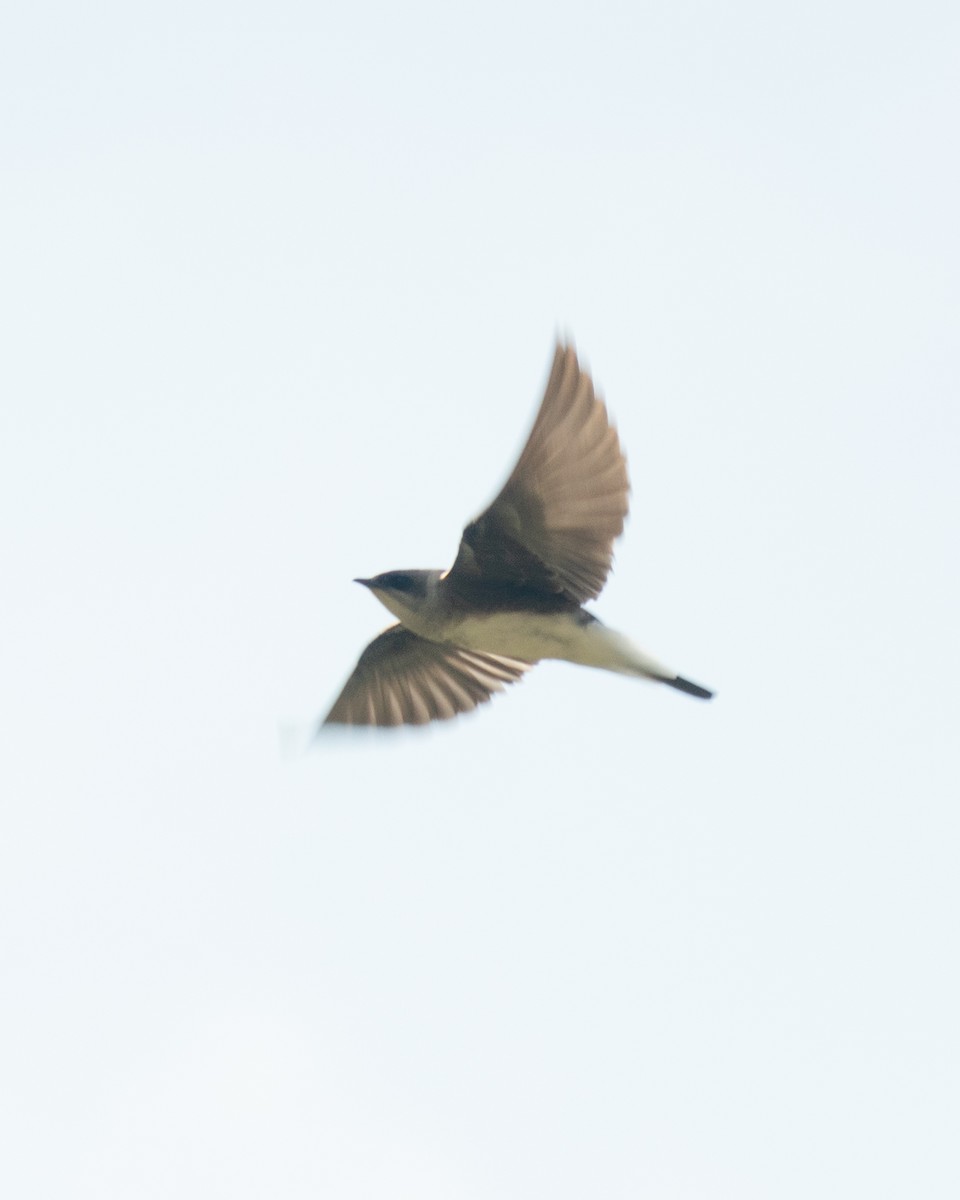 Brown-chested Martin - ML641940421