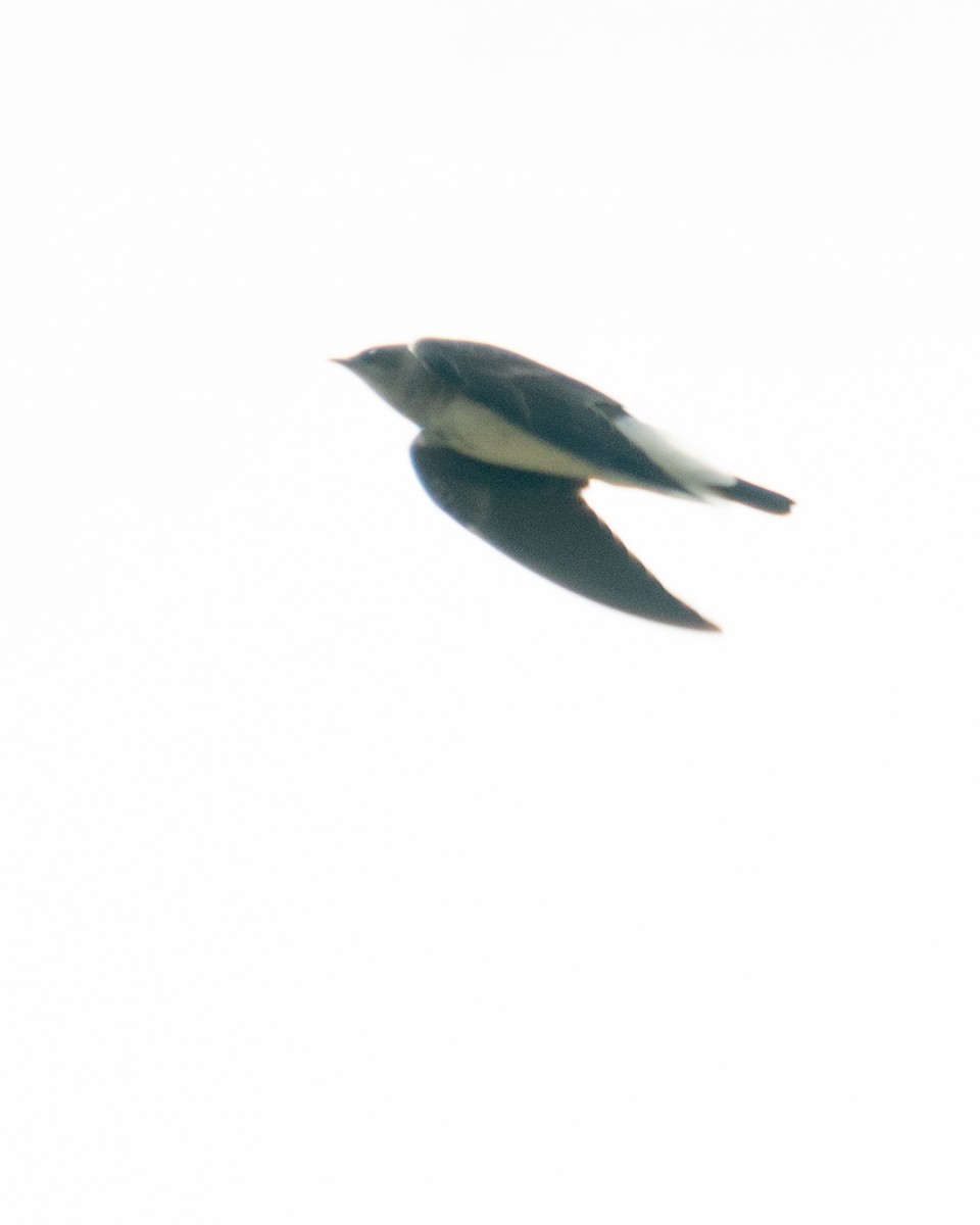 Brown-chested Martin - ML641940422