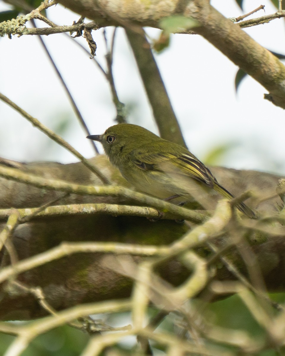 Hangnest Tody-Tyrant - ML641940445