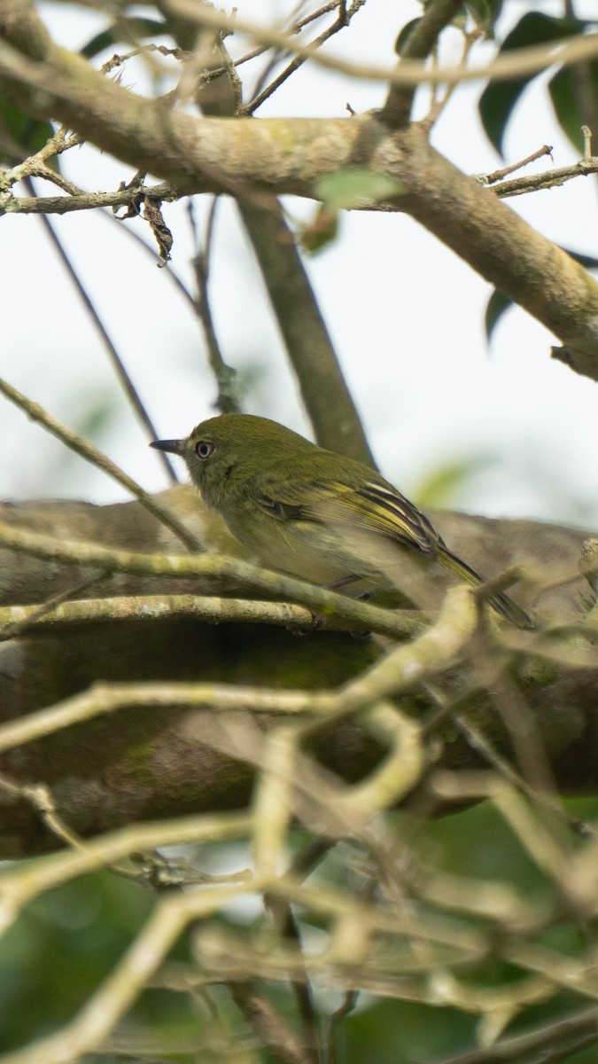 Hangnest Tody-Tyrant - ML641940446