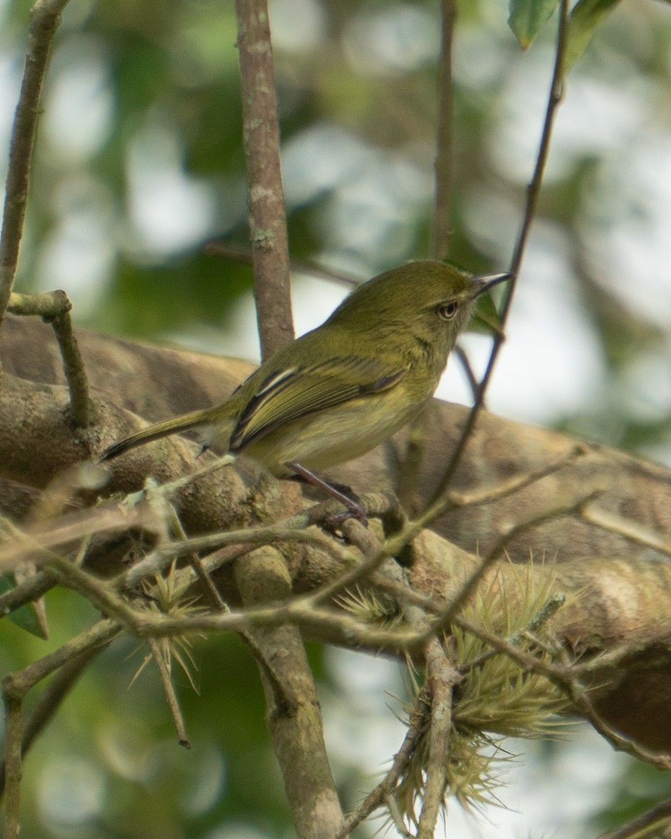 Hangnest Tody-Tyrant - ML641940448