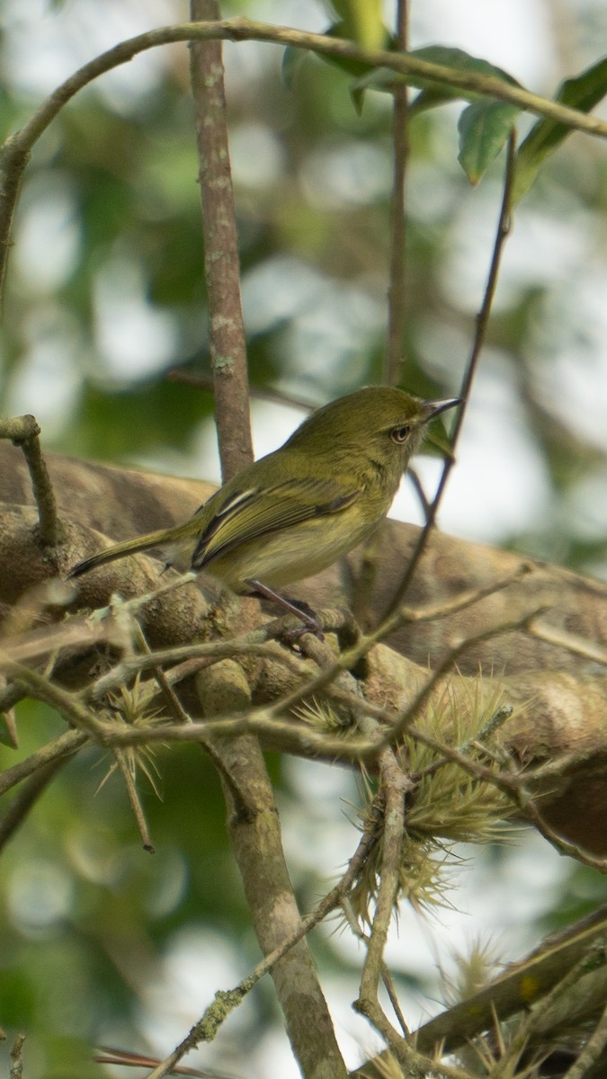 Hangnest Tody-Tyrant - ML641940449