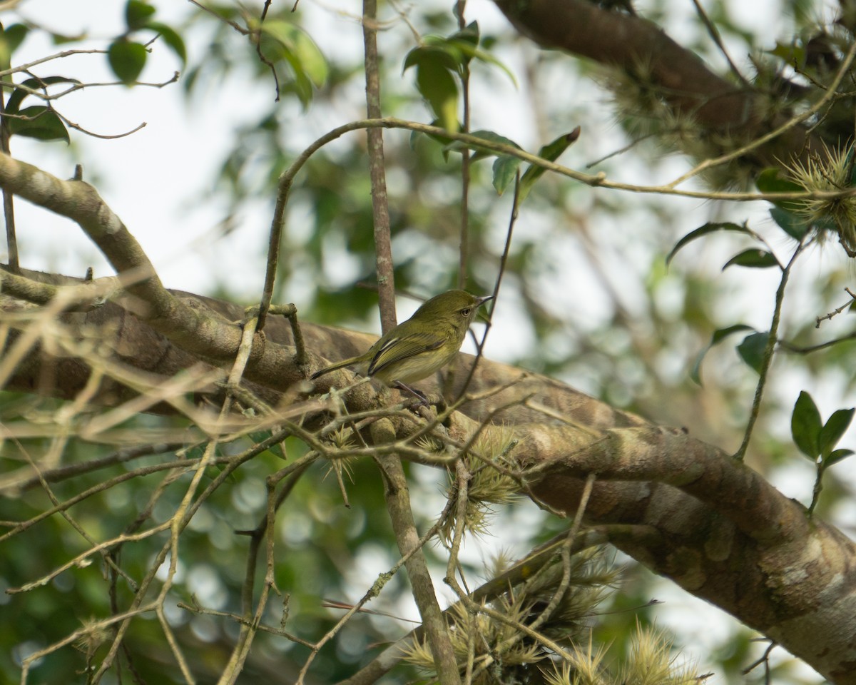 Hangnest Tody-Tyrant - ML641940450