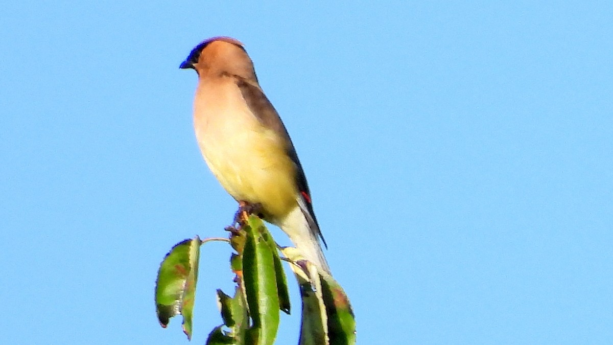 Cedar Waxwing - ML641940455